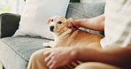 Home, hands and man on sofa, dog and touching with animal care, companion and relax. Apartment, pet owner or person on couch, puppy or comfortable with love, rubbing fur or bonding together in lounge