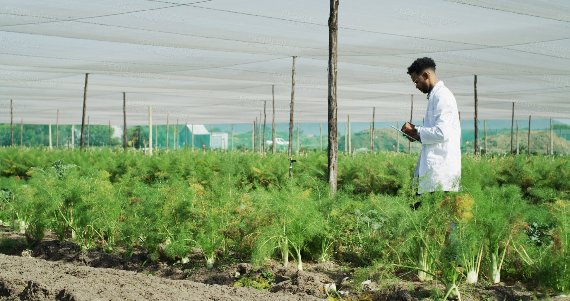 Buy stock photo Scientist, man and inspection with tablet on farm for field research, crops health and reporting. Agronomist, person or digital app outdoor for crop management, monitor plant growth or record results