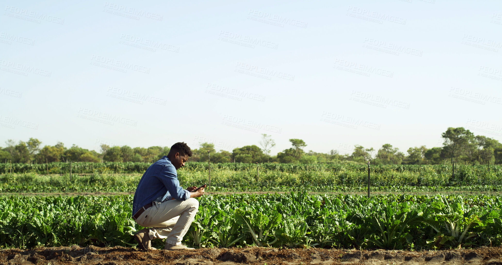 Buy stock photo Scientist, man and inspection with tablet on field for farm scouting, crop health or reporting. Agronomist, black person or digital app outdoor to monitor plant growth, record results or mockup space