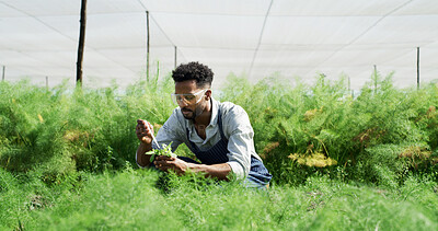 Buy stock photo Man, farmer and pipette on plant in farm for gmo food health, field trial and research. Biotech researcher, black person and liquid fertilizer on leaves outdoor for growth hormone and safety