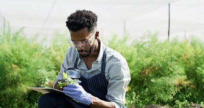 Buy stock photo Greenhouse, magnifying glass and black man with tablet, sample or gmo with app for crop inspection. African person, agriculture or farmer with tech, genetic engineering or sustainability for growth