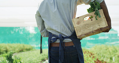 Buy stock photo Walking, vegetables and back of man with box in greenhouse for harvesting, sustainability or agribusiness. Seller, basket and farmer with produce for agriculture, food or crops export in conservatory