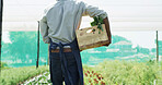 Walking, produce and back of man with box in greenhouse for harvesting, sustainability or agribusiness. Seller, basket and farmer with vegetables for agriculture, food or crops export in conservatory