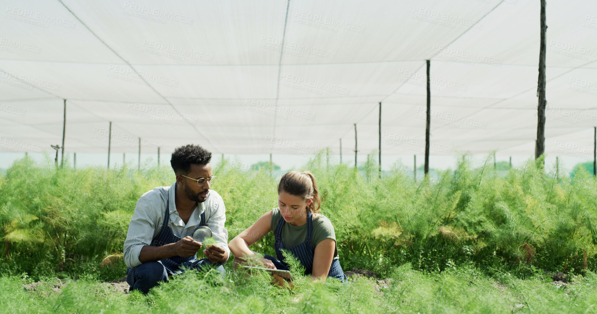 Buy stock photo People, scientist and tablet with plant in greenhouse for research, inspection and botanical study. Team, digital and magnifying glass for sample analysis, observing growth and agriculture experiment