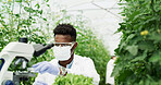 Scientist, petri dish and man with microscope, sample and chemical study in greenhouse for agriculture. Inspection, medical research and plant for ecology project, analysis and environment experiment