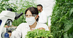 Scientist, petri dish and woman with microscope, sample and chemical study in greenhouse for agriculture. Inspection, medical research and plant for ecology, analysis and environment experiment