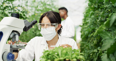 Buy stock photo Scientist, petri dish and woman with microscope, sample and chemical study in greenhouse for agriculture. Inspection, medical research and plant for ecology, analysis and environment experiment