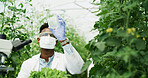 Scientist, petri dish and man with sample, inspection and chemical study in greenhouse for agriculture. Microscope, medical research and plant for ecology project, analysis and environment experiment