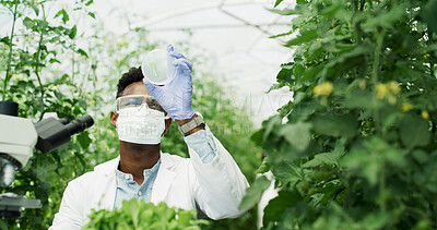 Buy stock photo Scientist, petri dish and man with sample, inspection and chemical study in greenhouse for agriculture. Microscope, medical research and plant for ecology project, analysis and environment experiment