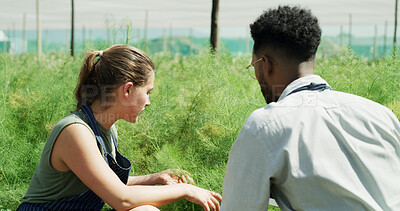 Buy stock photo Farm, teamwork and people with plants, discussion and inspection for disease management and outdoor. Botanist, conversation and collaboration in nature, agriculture and study for quality assurance