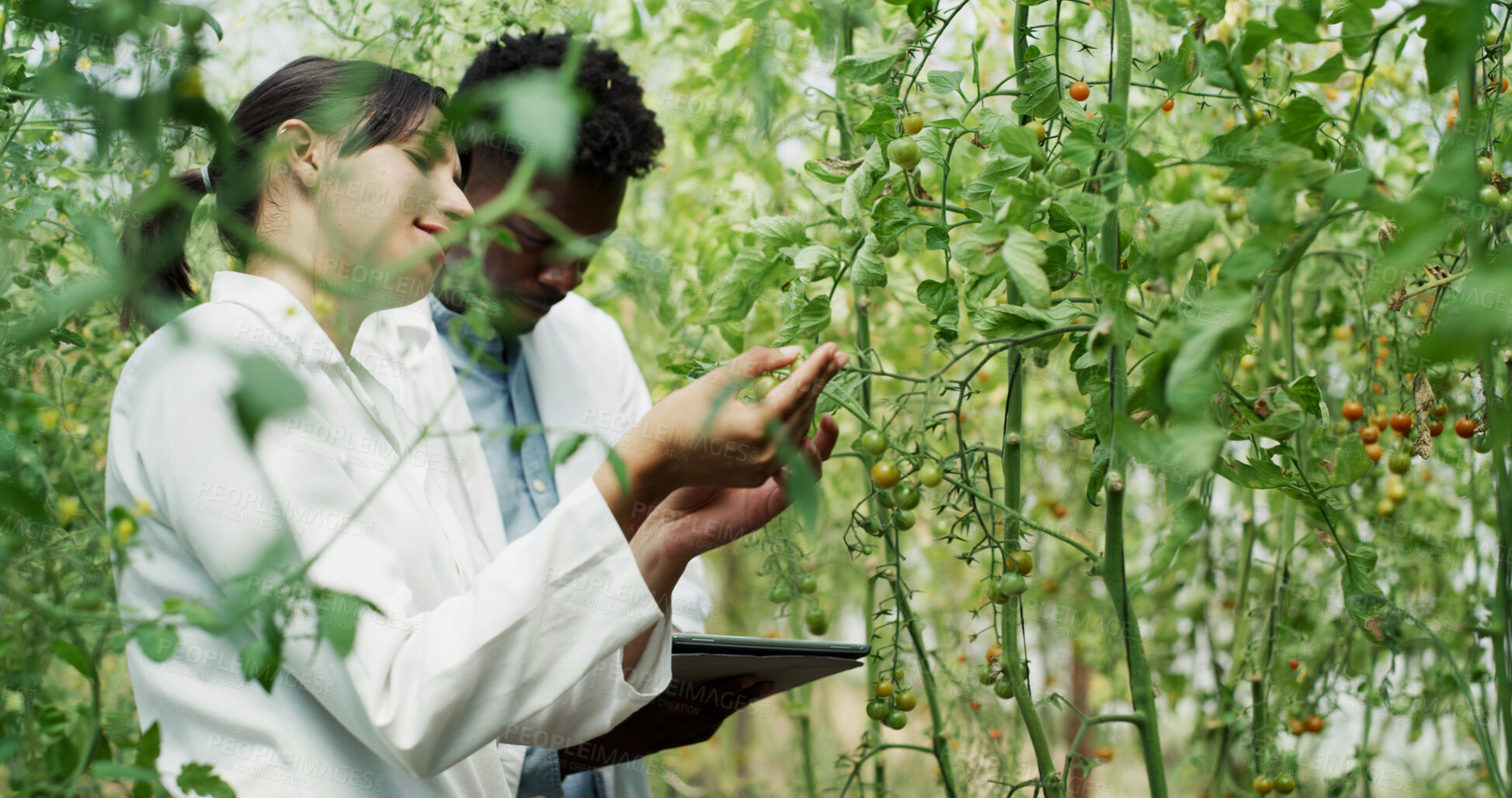 Buy stock photo People, scientist and tablet with plants in greenhouse for research, inspection and botanical study. Team, digital and tomato fruit with quality assurance, observe growth and agricultural experiment