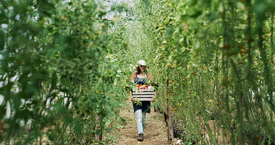 Buy stock photo Harvest, walk or woman on field with crate, picking or vegetable production in agriculture industry. Organic, stroll or farmer with produce, collection or crop gathering in sustainable business.