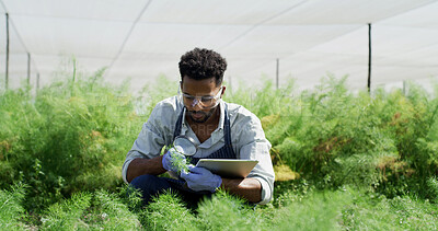 Buy stock photo Black man, scientist and magnifying glass with plants in greenhouse for research, inspection and botany. Person, tablet and equipment with sample analysis, observing growth and agriculture experiment
