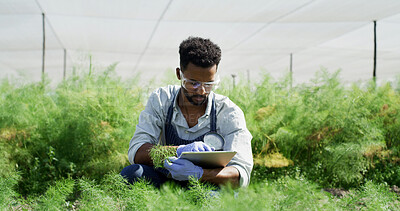 Buy stock photo Black man, farmer and tablet with plants in greenhouse for research, inspection and botanical study. Person, digital or magnifying glass for sample analysis, observe growth and agriculture experiment