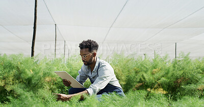 Buy stock photo Farm, plants and man with tablet, inspection and study for disease management, reading and research. Outdoor, agronomist and person with tech in nature, agriculture and check for quality assurance