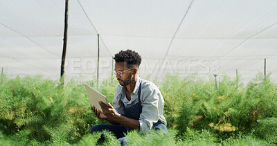 Buy stock photo Farm, plants and man with tablet, reading and inspection for disease management, online and research. Outdoor, agronomist and person with tech in nature, agriculture and check for quality assurance