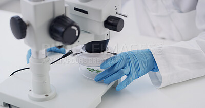 Buy stock photo Scientist, hands and microscope in lab with plant sample, inspection and medical research experiment. Science, investigation and person in clinic with leaf, equipment and healthcare trial for pharma.