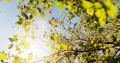 Buy stock photo Sky, sunshine and tree with leaves in nature for sustainability, biodiversity or conservation in summer. Low angle, branches and green foliage in natural environment for oxygen or eco friendly growth