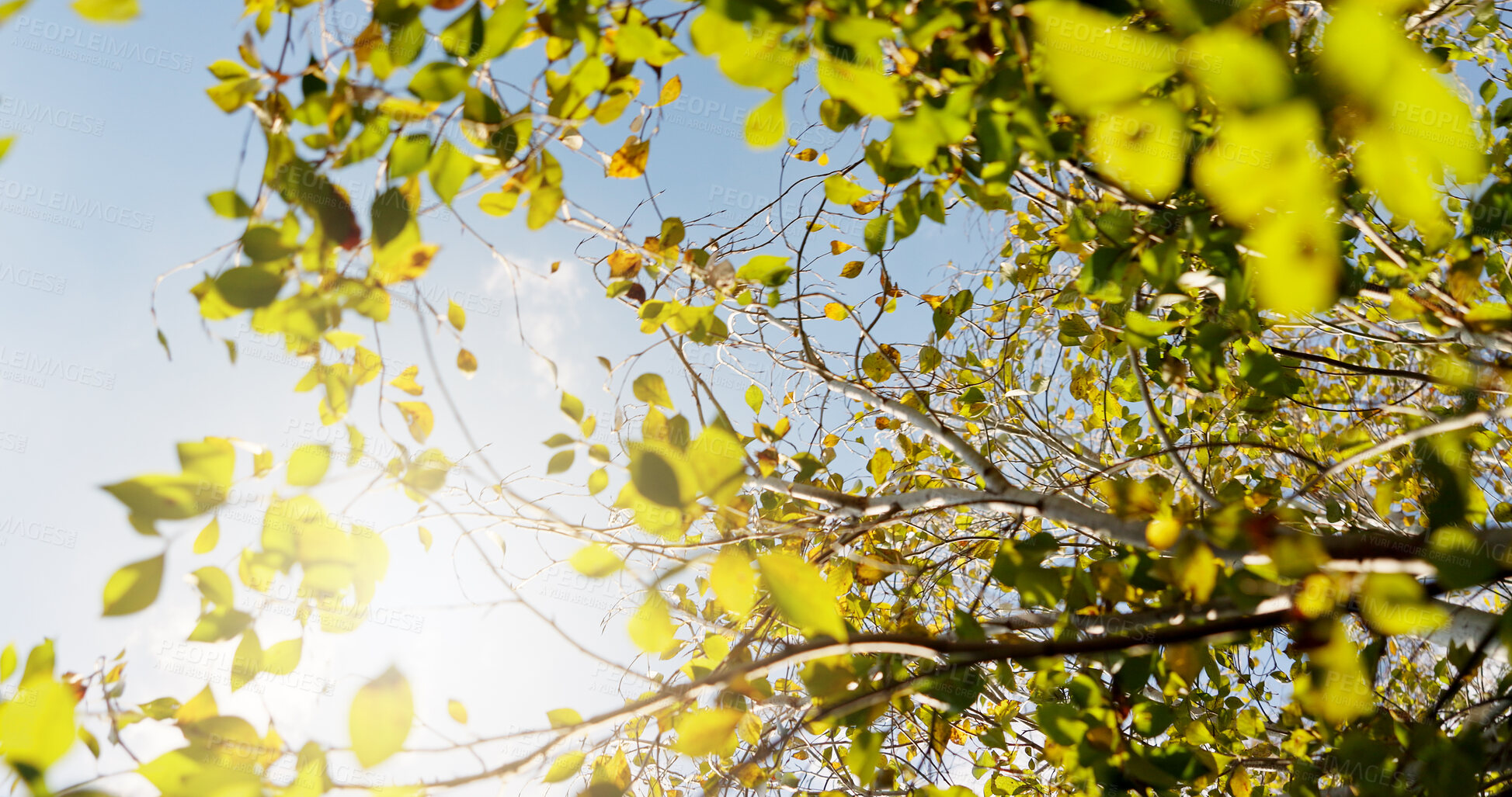 Buy stock photo Sky, sunshine and tree with leaves in nature for sustainability, biodiversity or conservation in summer. Low angle, branches and green foliage in natural environment for oxygen or eco friendly growth