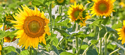 Buy stock photo Background, spring and sunflowers in field for blossom, botany or sustainability of environment. Morning, nature and wallpaper with blooming plants outdoor for conservation, growth or protection