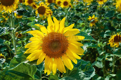Buy stock photo Spring, sunflowers and wallpaper in field for blossom, botany or sustainability of environment. Background, morning and nature with blooming plants outdoor for conservation, growth or protection