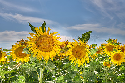 Buy stock photo Blue sky, spring and sunflowers in field for blossom, botany or sustainability of environment. Background, morning and nature with blooming plants outdoor for conservation, growth or landscape