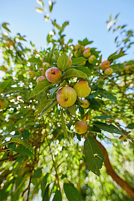 Buy stock photo Tree, leaves and apples with growth, agriculture and sustainability at farm with low angle. Nature, fruits and organic produce at orchard, food production and natural crop for health with ecology