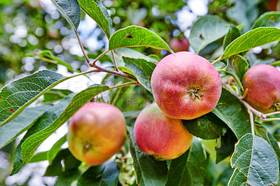 Buy stock photo Tree, apples or leaves with natural growth for farming, organic food production or harvest. Garden, plant and red fruit growing in agro environment for agriculture, fresh produce or crops in nature
