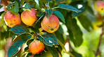 Agriculture, bunch and apple in tree at orchard, produce growth and sustainability for production. Fruit cultivation, leaves and crop development in nature for horticulture, organic farming or space