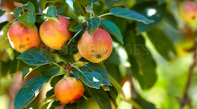 Buy stock photo Agriculture, bunch and apple in tree at orchard, produce growth and sustainability for production. Fruit cultivation, leaves and crop development in nature for horticulture, organic farming or space