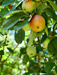 Apple, orchard and growth in nature, tree and sustainability for agriculture, harvest and nutrition. Outdoor, fruit and organic snack in countryside, health and natural produce with vitamin c in farm