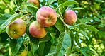 Tree, leaves and red apple with natural growth, agriculture and sustainability at farm outdoor. Nature, fruits and organic produce at orchard, food production and crop for health with ecology