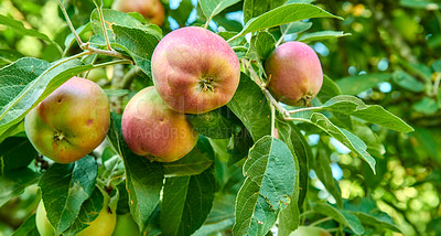 Buy stock photo Tree, leaves and red apple with natural growth, agriculture and sustainability at farm outdoor. Nature, fruits and organic produce at orchard, food production and crop for health with ecology