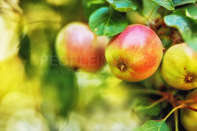 Buy stock photo Agriculture, leaves and apple in branch at orchard, produce growth or sustainability for production. Fruit cultivation, garden or crop development in nature for horticulture, organic farming or space