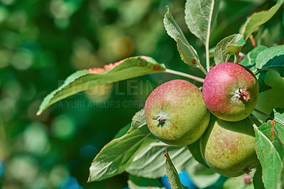 Buy stock photo Nature, bunch and apple in orchard for agriculture, horticulture and food production for harvest. Outdoor, crop farming and organic fruit with growth for sustainability, bokeh and natural produce