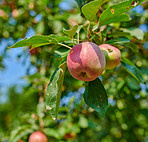 Tree, leaves and red apple with growth, agro and sustainability at farm outdoor. Nature, fruits and organic produce at orchard for agriculture, food production or natural crop for health with ecology