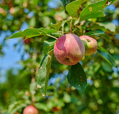 Buy stock photo Tree, leaves and red apple with growth, agro and sustainability at farm outdoor. Nature, fruits and organic produce at orchard for agriculture, food production or natural crop for health with ecology