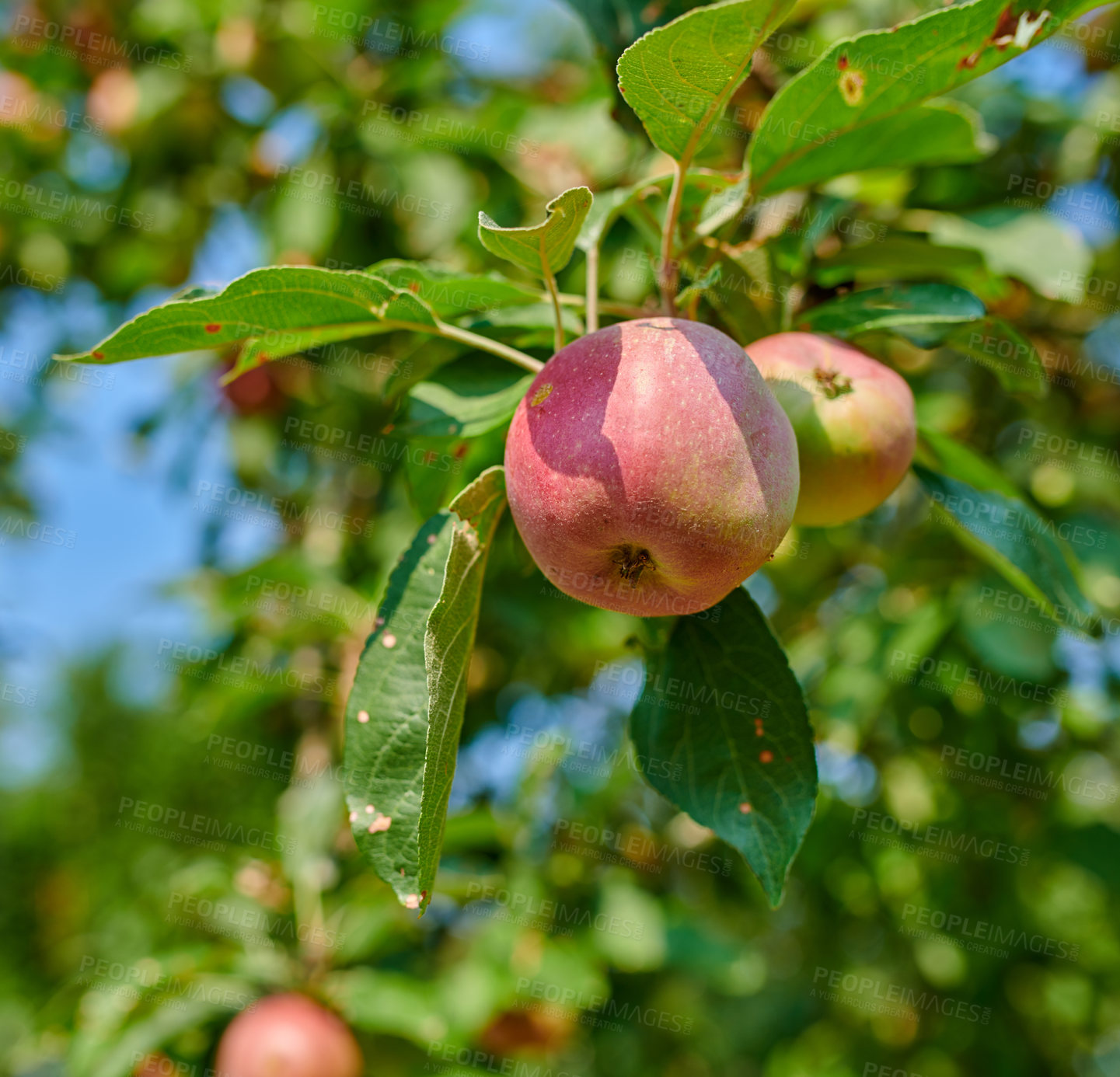 Buy stock photo Tree, leaves and red apple with growth, agro and sustainability at farm outdoor. Nature, fruits and organic produce at orchard for agriculture, food production or natural crop for health with ecology