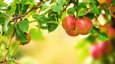 Buy stock photo Tree, leaves and red apple in nature, agriculture and sustainability at farm outdoor. Growth, fruits and organic produce at orchard, food production and natural crop for health with space for ecology