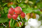 Tree, apples or ecology with leaves for harvest, natural growth or farming organic food in nature. Garden, plant or red fruit growing in environment for agriculture production, fresh produce or crops