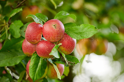 Buy stock photo Tree, apples or ecology with leaves for harvest, natural growth or farming organic food in nature. Garden, plant or red fruit growing in environment for agriculture production, fresh produce or crops