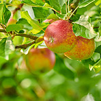 Tree, leaves and red apple with growth, agriculture and sustainability at farm outdoor. Nature, fruits and organic produce at orchard, food production and natural crop for health with ecology