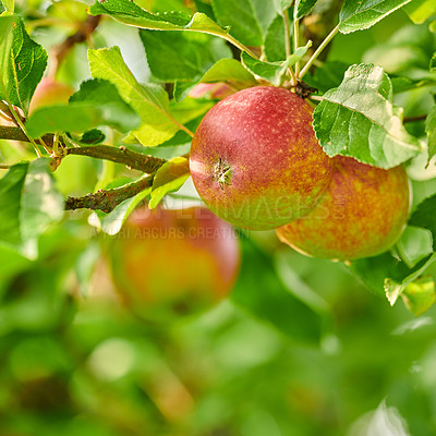 Buy stock photo Tree, leaves and red apple with growth, agriculture and sustainability at farm outdoor. Nature, fruits and organic produce at orchard, food production and natural crop for health with ecology