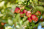 Tree, apples or agriculture with leaves for production, harvest or natural growth in nature. Garden, plant or farming organic food in agro environment for red fruit, fresh produce or outdoor crops