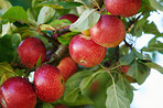 Tree, apples or agriculture with fruit for harvest, natural growth or production in nature. Garden, plant or farming organic food with leaves in agro environment for fresh produce or outdoor crops