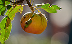 Nature, branch and apple in farm for agriculture, horticulture and produce production for harvest. Outdoor, crop cultivation and organic fruit with growth for sustainability, leaves and orchard