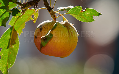 Buy stock photo Nature, branch and apple in farm for agriculture, horticulture and produce production for harvest. Outdoor, crop cultivation and organic fruit with growth for sustainability, leaves and orchard