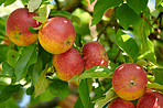 Sustainability, bunch and apple in tree at orchard, agriculture and fresh produce production for harvest. Leaves, horticulture and red fruit with growth for organic farming, nature and food abundance