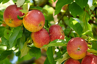 Buy stock photo Sustainability, bunch and apple in tree at orchard, agriculture and fresh produce production for harvest. Leaves, horticulture and red fruit with growth for organic farming, nature and food abundance