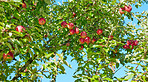 Tree, agro and apples with growth in nature, agriculture and sustainability at farm outdoor. Leaves, fruits or organic produce at orchard, food production or natural crop for health with low angle